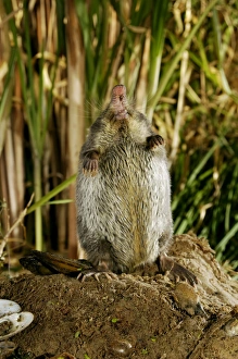 Russian Desman - adult female searches environment with its sense of smell after feeding Russian Desman - adult female searches environment with its sense of smell after feeding