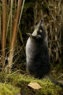 Russian Desman - adult on hind legs, searches environment with its sense of smell Russian Desman - adult on hind legs, searches environment with its sense of smell