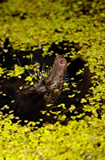 Russian Desman - pops its nose out of water to search the environment with its sense of Russian Desman - pops its nose out of water to search the environment with its sense of