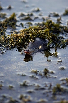 Russian Desman - pops out of water to search the environment with its sense of smell for Russian Desman - pops out of water to search the environment with its sense of smell for