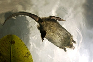 Russian Desman - swimming (from underneath) Russian Desman - swimming (from underneath)