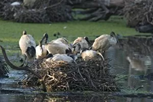 Images Dated 16th December 2003: Sacred Ibis - Group of birds on a large nest site in freshwater