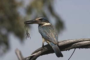Images Dated 12th March 2004: Sacred Kingfisher At Lajamanu an aboriginal community on the northern edge of the Tanami Desert