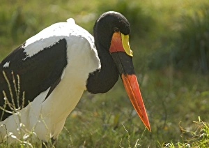 Saddle-billed stork, feeding Saddle-billed stork, feeding