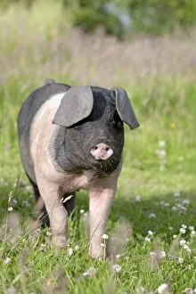 Images Dated 29th June 2008: Saddleback Pig - piglet