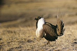 Sage Grouse - Cock Sage Grouse - Cock