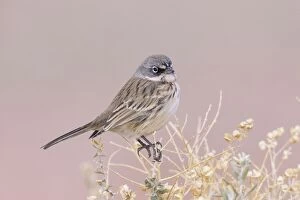 Bunting And American Sparrows Gallery: Sage Sparrow