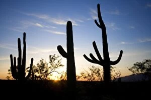Images Dated 2nd May 2004: Saguaro Cactus (Carnegiea gigantea) Silhouette at Sunset - Sonoran Desert - Arizona - Record height