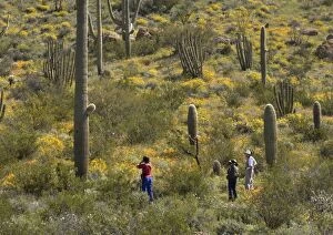Images Dated 2nd March 2005: Saguaro Cactus - with Organ Pipe Cactus (Stenocereus)