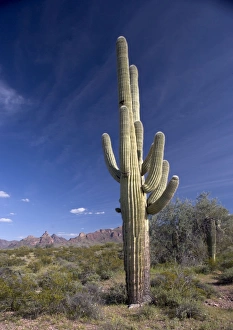 Saguaro Cactus - Organ Pipes National Monument Saguaro Cactus - Organ Pipes National Monument