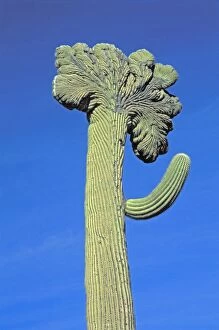 Images Dated 2nd May 2004: Saguaro Cactus - Sonoran Desert Arizona - Cristate Form which may be a genetic variant