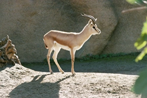 Saharan Dorcas Gazelle - male Saharan Dorcas Gazelle - male