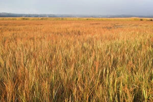 Marsh Gallery: Saltmarsh in Cape Cod - with Smooth / Saltmarsh Cordgrass