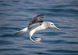 Salvins Albatross / Mollymawk - in flight (formerly a variety of shy mollymawk) Salvins Albatross / Mollymawk - in flight (formerly a variety of shy mollymawk)