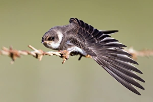 Sand Martin - on barbed wire fence - stretching wing Sand Martin - on barbed wire fence - stretching wing