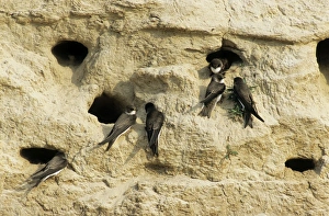 Sand Martins - quarrel over nest holes in a sand wall of a ravine near river Bolshoi Ugan Sand Martins - quarrel over nest holes in a sand wall of a ravine near river Bolshoi Ugan