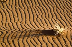 Sand patterns - with dry shrub and animal tracks - Early light