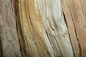 Sandalwood Sandalwood