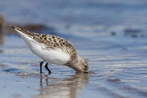 Sanderling - adult standing in shallow water on the edge of a sandy beach probing the Sanderling - adult standing in shallow water on the edge of a sandy beach probing the