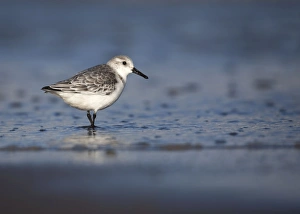 Sanderling - standing along shoreline - December Sanderling - standing along shoreline - December