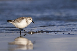 Sanderling - walking along shoreline - December Sanderling - walking along shoreline - December