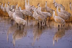 Images Dated 28th November 2009: Sandhill Crane - flock of cranes foraging in the marshes and fields