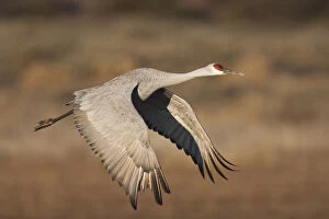 Sandhill Crane (Grus canadensis) in flight