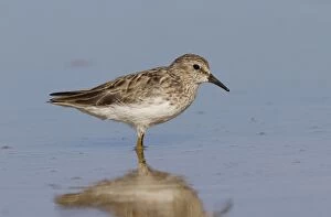 Related Images Gallery: Least Sandpiper