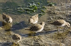 Related Images Gallery: Least Sandpipers - feeding in mud as tide recedes