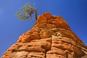 Sandstone and Pine Tree - a little pine tree is growing on top of an eroded sandstone Sandstone and Pine Tree - a little pine tree is growing on top of an eroded sandstone
