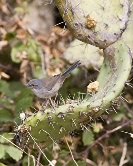 Sardinian Warbler - female perched on Prickly Pear Sardinian Warbler - female perched on Prickly Pear
