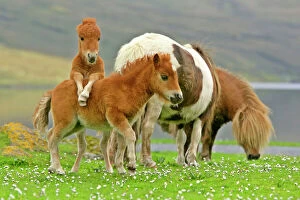 : Horses