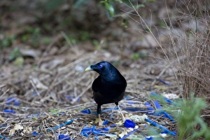 Satin Bowerbird - male adult stands in front of its beautiful decorated Bower Satin Bowerbird - male adult stands in front of its beautiful decorated Bower