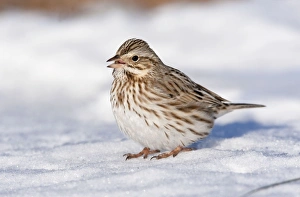 Savannah Sparrow - in snow - Ipswich variety of Savannah formerly known as Passerculus Savannah Sparrow - in snow - Ipswich variety of Savannah formerly known as Passerculus
