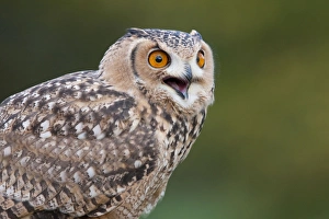 Savignys Eagle Owl - Single adult calling Savignys Eagle Owl - Single adult calling