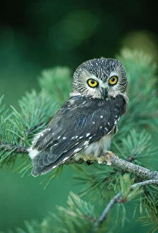 Conifers Gallery: Saw-whet OWL - with head turned