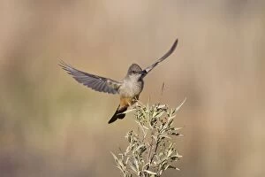 Images Dated 9th January 2011: Say's Phoebe - in flight