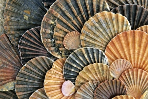 Scallop Shells - detailed arrangement Scallop Shells - detailed arrangement