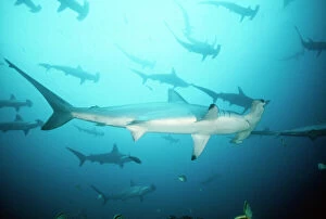 Scalloped Hammerhead SHARK - full-length, in group / school