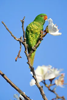 Scaly-breasted Lorikeet - adult sitting on the very top of a tree feeding on a white tree blossom Scaly-breasted Lorikeet - adult sitting on the very top of a tree feeding on a white tree blossom