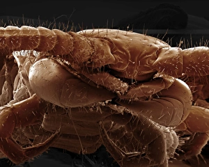 Scanning Electron Micrograph (SEM): Common Centipede Scanning Electron Micrograph (SEM): Common Centipede