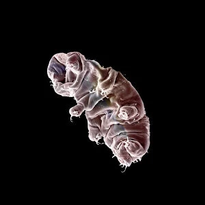 Images Dated 6th May 2009: Scanning Electron Micrograph (SEM): Tardigrade or ‘Water Bear Magnification x 1250 (A4 size: 29)