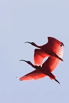 Scarlet ibis flight