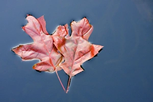 Scarlet Oak Leaves - in autumn colour floating on water Scarlet Oak Leaves - in autumn colour floating on water