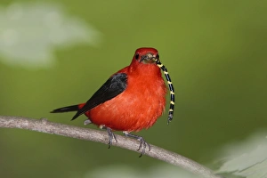 Scarlet Tanager - male with prey in beak (Tiger Spiketail Dragonfly) Scarlet Tanager - male with prey in beak (Tiger Spiketail Dragonfly)
