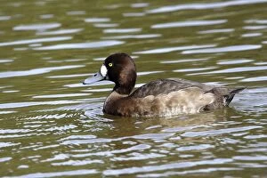 Images Dated 5th May 2005: Scaup. Femelle