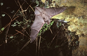 Schreiber's long-fingered bat flying into a cave (old iron mine) post breeding season (end of august) Schreiber's long-fingered bat flying into a cave (old iron mine) post breeding season (end of august)