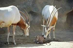 Scimitar-Horned ORYX - with new born young Scimitar-Horned ORYX - with new born young