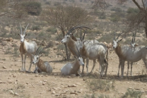 Scimitar Horned Oryx - Reintroduced to Bou Hedma National Park in 1993 Scimitar Horned Oryx - Reintroduced to Bou Hedma National Park in 1993