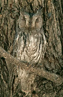Scops Owl - Perfectly camouflaged perching close to a tree-trunk Scops Owl - Perfectly camouflaged perching close to a tree-trunk